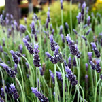 Grey Lavender Plants Live in 4 Inc Pot, Set 4 Lavandula Hybrid Lavender Trees Live Plants for Planting Indoor Outdoor, Fragrant Lavender Flowers Perennial
