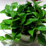 Live Pothos Plant, Pothos Live Plant from 5 to 7 Inc Tall, Houseplant Plant Gardening, 4 Inc Pot (Green)