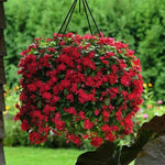 Red Vinca Flower Live Plant in 4" Pot, Perennial Vinca Minor Periwinkle Flowering Plants for Trellis Décor Oranamental, Zones 9-11
