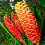 10 Shampoo Ginger Roots, Zingiber Zerumbet Awapuhi Ginger Rhizomes, Red Pinecone Ginger Lily to Grow