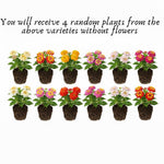 Set 4 Mix Trailing Lantana Plants Live, 4 to 7 Inc Tall, Rose Lantana Live Plants for Planting Vibrant Perennial Flower Garden