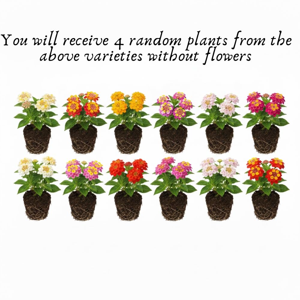 Set 4 Mix Trailing Lantana Plants Live, 4 to 7 Inc Tall, Rose Lantana Live Plants for Planting Vibrant Perennial Flower Garden