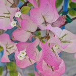 Combo 2 Bougainvillea Plants Live Trees, Outdoor Bougainvillea Plant for Trailing Flowering Vines or Bush Tree, 5-10” Tall, Well-Rooted Bougainvillea (Coconut Ice Color)