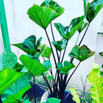 Black Stems Green Leaf Colocasia Live Plant, 5 to 8" in Tall, Taro Elephant Ear Alocasia Esculenta Live Plant for Planting, Live Colocasia Houseplant