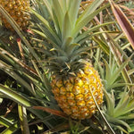 Pack 2 Pineapple Plants Live, Sweet Pineapple Trees Live Plants, Cold Hardy Pineapple Fruit Trees, 4-8 Inch Height, No Pot, Well-Rooted (Elite Gold Pineapple)