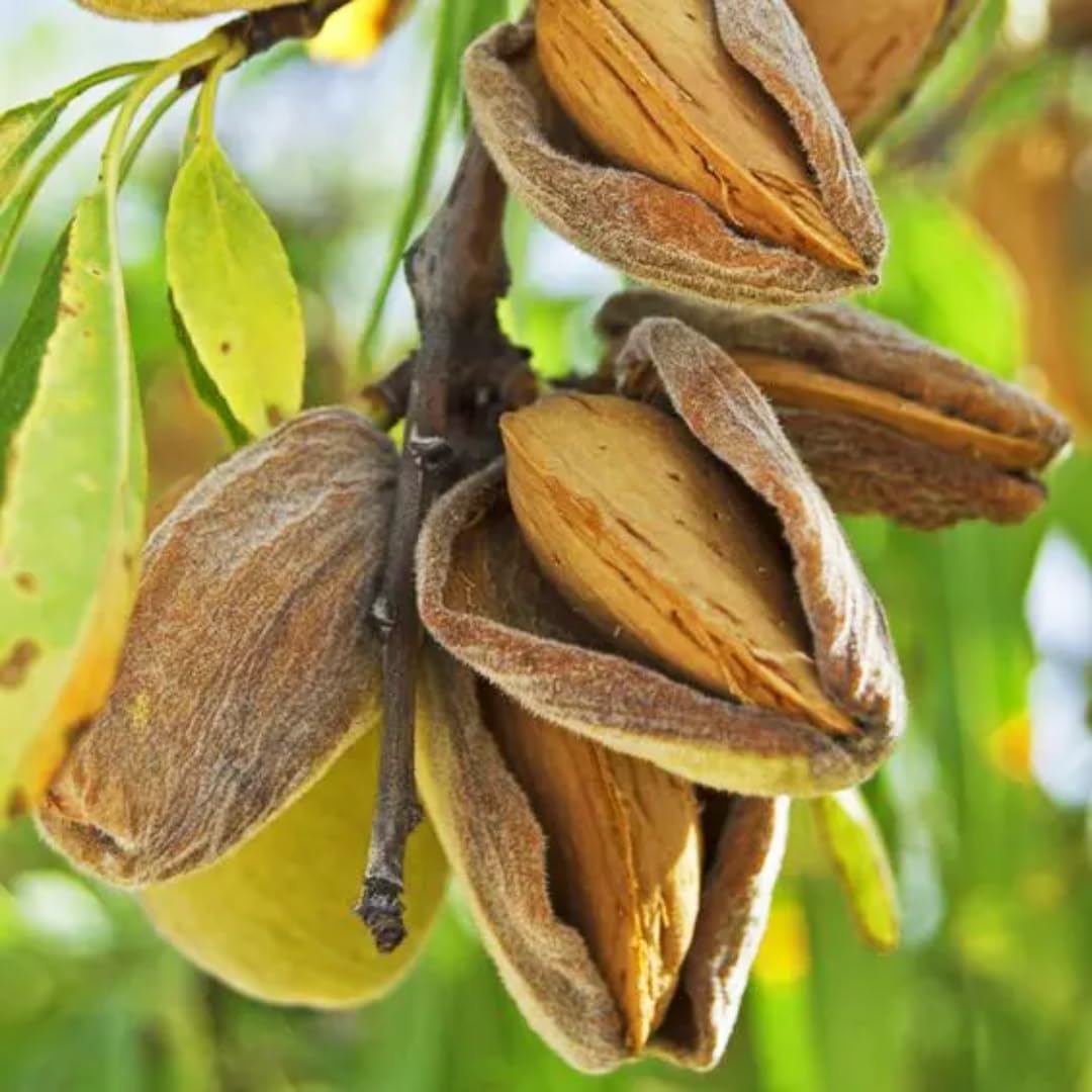 5 Pecan Trees Live Plants, Dormant, Bare Roots, Nuts Tree for Spring Planting, 1-2 Feet Tall, Hardy Pecan Nut Seedlings