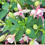 2 Fuchsia Live Plants, Fuchsia Flower Perennial for Outdoor Garden 3 to 5 Inches (Pink)