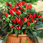 Mix Pepper Plants Live for Planting, in 4" Pot, Hot Chili Pepper for Indoor and Outdoor Growing