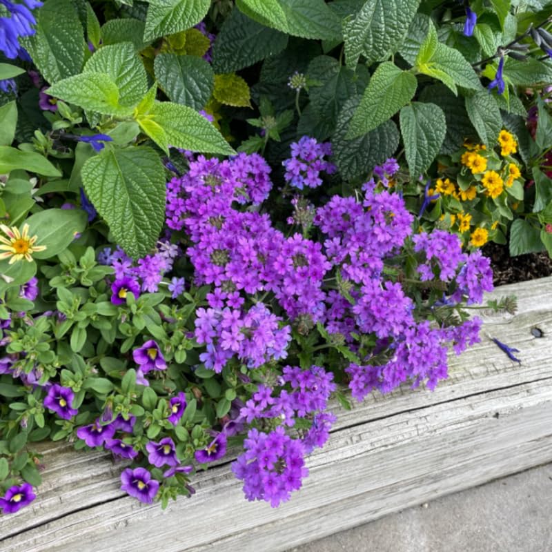 2 Trailing Lavender Lantana Plants Live, Colorful Perennial, Long-Blooming and Very Hardy, Size 5 to 12 Inches in Tall, Well-Rooted, Outdoor Planting