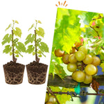 2 Bronze Grape Vines, 5-9 Inch Height, Cold Hardy Grape Plants Live Well-Rooted for Landscaping, Sweet Fruit Variety