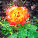 Gold Orange Rose Climbing Live Starter Plant, Fragrant Climbing Rose for Planting Outdoor, No Pot, 5-9" in Tall