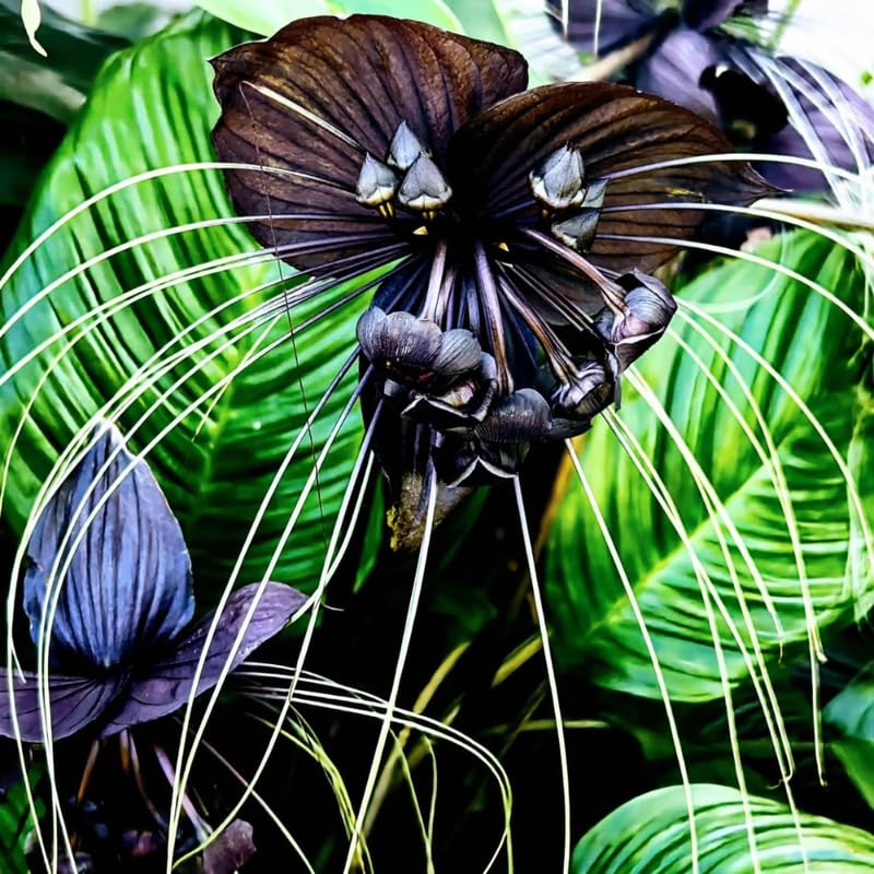 3 Tacca Chantrieri Black Bat Orchid Plants Live Indoor, Black Bat Flower Live Houseplants, 5-9" Tall