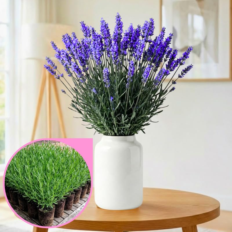 4 Blue Lavender Plants Live for Outside Planting, Perennial Bloom, Live Lavender Plants 5–9 Inches Tall with Fragrant Flowers for Spring Growing