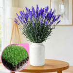 2 Live Blue Lavender Plants for Outside Planting, Perennial Lavandula Plants Live Fragrant Flowers, Well-Rooted 5-8" for Spring Bloom