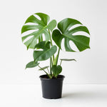 Rare Monstera Plant, Monstera Live Plant Fully Rooted, Ready to Grow Philodendron 4-8 Inches, Live Houseplants, Indoor Plants (Split-Leaf Monstera)