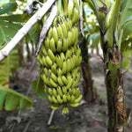 Dwarf Cavendish Banana Plant Live, 4-6" Tall Well-Rooted for Indoor Tropical Displays, Cold Hardy Banana Fruit Tree