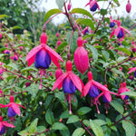 Set 2 Purple Fuchsia Plants Live 2-5 Inches Tall, Colorful Hanging Flower Plants for Patio, Garden and Containers