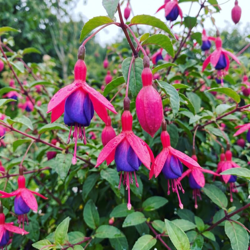 Set 2 Purple Fuchsia Plants Live 2-5 Inches Tall, Colorful Hanging Flower Plants for Patio, Garden and Containers