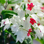 2 Bleeding Heart Live Plants, 5-9 Inches, Clerodendrum Bleeding Heart Vine, Bell Shaped Flowers Well Rooted (Mixed)