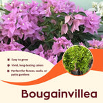 2 Light Purple Bougainvillea Plants Live, Flowering Bougainvillea Vine for Outdoor Garden or Trellis, 5-9 Inch Tall, Very Hardy