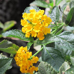 Pack 4 Lantana Plants Live for Planting Indoor Outdoor, 4-8" Tall, Fragrant Lantana Live Plant, Trailing Lantana Flowers Perennial, No Pot (Yellow Lantana)