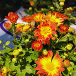Chrysanthemum Plant Live, Orange Yellow Mums Plant Live for Gardening, 5 to 7 Inc Long Well Rooted Mum Live Plant