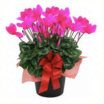 2 Pink Cyclamen Plants Live in 4" Pot, Already Bloom in Vibrant Color, Easy to Care for Indoor or Garden Flowering Houseplant