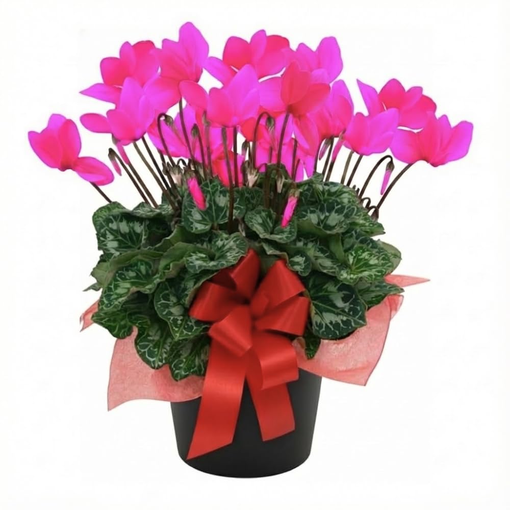 2 Pink Cyclamen Plants Live in 4" Pot, Already Bloom in Vibrant Color, Easy to Care for Indoor or Garden Flowering Houseplant