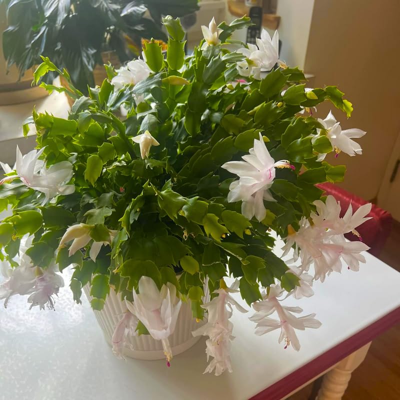 Christmas Cactus Plant Live, Starter Holiday Thanksgiving Cactus Plant for Indoor Outdoor Houseplants, Fasle Easter Cactus Plants Like, Cold Hardy, 5-9" in Tall (White)