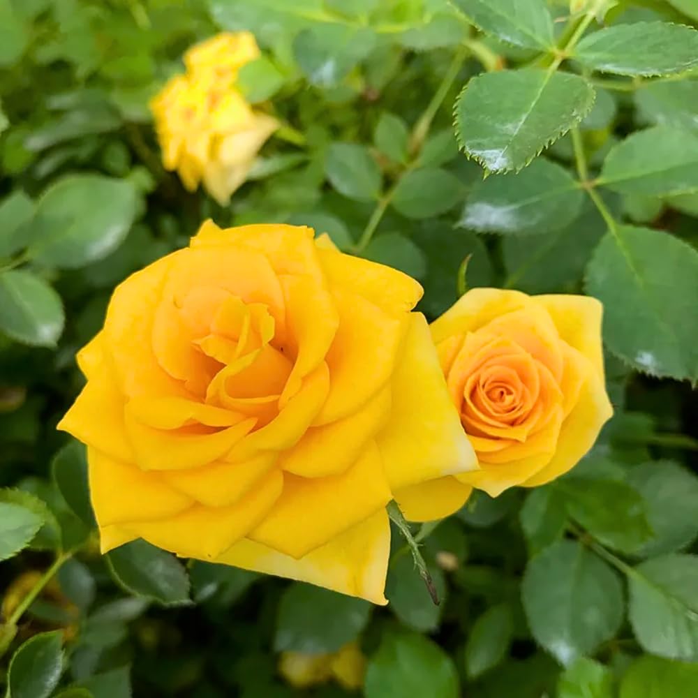 Rose Bush Live Plant, Hybrid Tea Rose Plant Live, 5-9 Inch Tall, Fragrant Flowers Tree, Well-Rooted 1 Year Old, No Pot (Yellow Rose Plant)