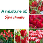 25 Tulip Bulbs for Planting, Easy-Grow Spring Flowers, Assorted Perennial Tulip Bulbs, Bulb Size 11/12 cm, Gardens, Containers, Flowerbeds Planting (Red Tulip)