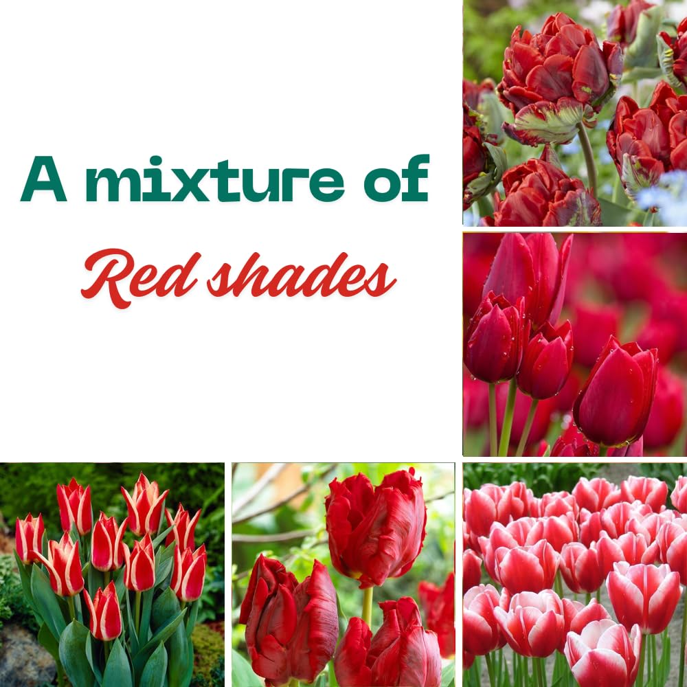 25 Tulip Bulbs for Planting, Easy-Grow Spring Flowers, Assorted Perennial Tulip Bulbs, Bulb Size 11/12 cm, Gardens, Containers, Flowerbeds Planting (Red Tulip)