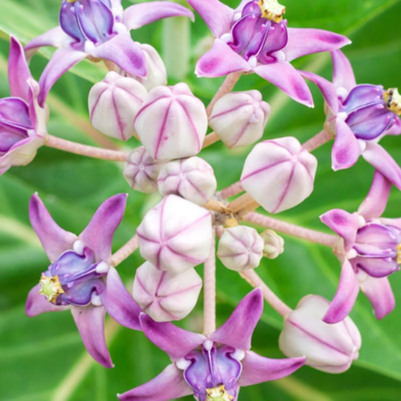 4 Milkweed Plants Live, White Vining Butterfly Milkweed Asclepias Tuberosa Perennial Wildflowers Swamp Common Bush, 5-9" in Tall, No Pot