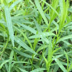 4 Mexican Tarragon Live Plants, Perennial Culinary Herb for Outdoor Garden, Raised Beds, Well-Rooted 4-8" Tall