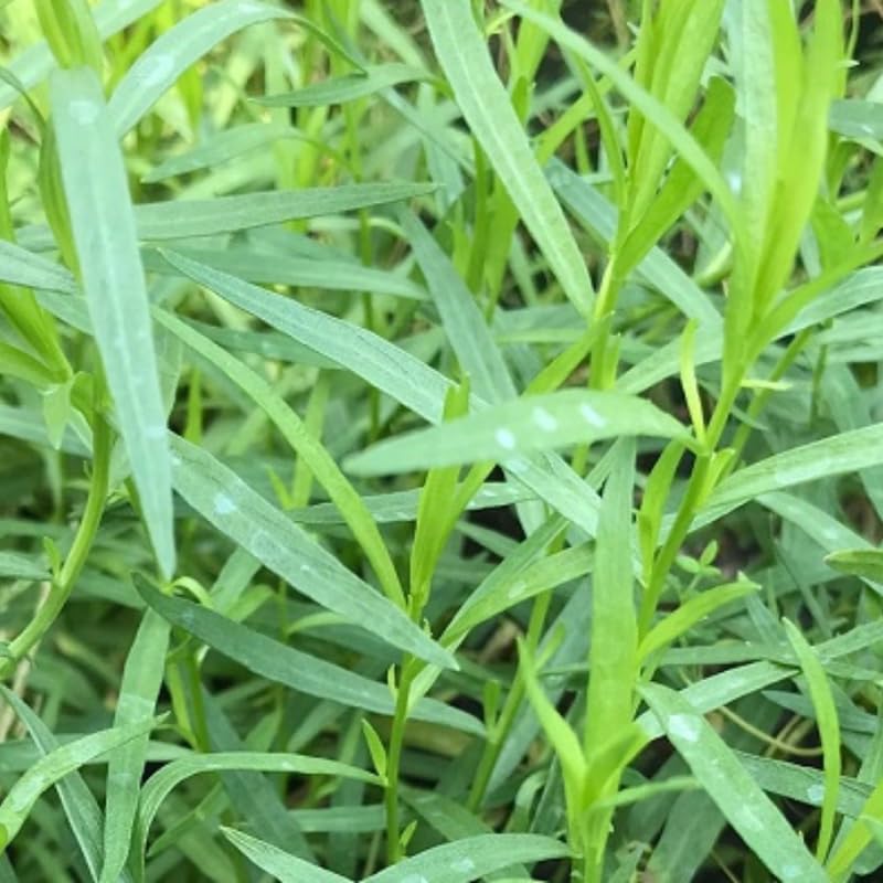 French Tarragon Plant Live, 4-8" Tall Plug Culinary Herb for Outdoor Garden, Patio Pots, Raised Beds