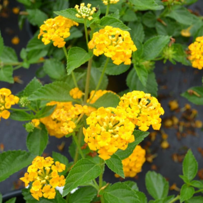2 Trailing Yellow Lantana Plants Live, Colorful Perennial, Long-Blooming and Very Hardy, Size 5 to 12 Inches in Tall, Well-Rooted, Outdoor Planting