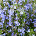 6 Rosemary Plants Live, Edible, Hardy Herb for Container and Garden Planting from 5 Inch Tall