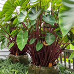 Combo 3 Red Stems Colocasia Live Plants, Elephant Ear Esculenta Taro, 5 to 8" in Tall, Alocasia Live Plant for Planting, Live Houseplant Colocasia Plant