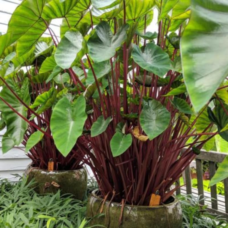 Combo 3 Red Stems Colocasia Live Plants, Elephant Ear Esculenta Taro, 5 to 8" in Tall, Alocasia Live Plant for Planting, Live Houseplant Colocasia Plant