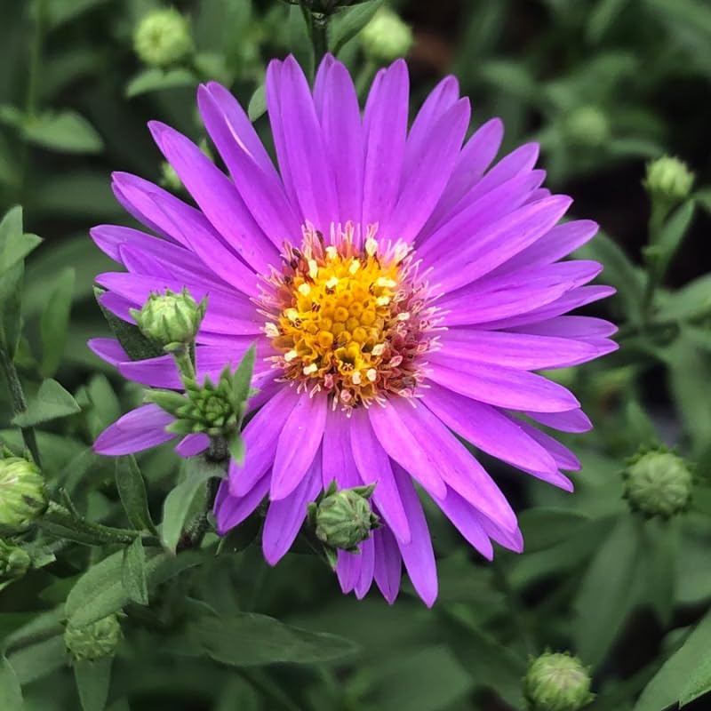 Set 2 Hardy Aster Plants Live, Perennial Aster Flowers for Planting Outdoor, Container, Garden 4-8 Inches - Purple Blooms