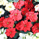 AVERAR Random Poinsettia Plant Live 4-8 Inches, Vibrant Poinsettia Flowers for Holiday, Live Indoor Houseplant, No Pot