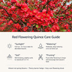 Red Flowering Quince Live Plant Shrub 5 Inch Pot, Chaenomeles Japonica for Yard Garden, Quince Flower Plant 6-8" Tall