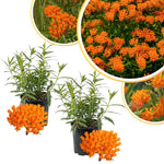 4 Milkweed Plants Live, Orange Butterfly Milkweed Asclepias Tuberosa Perennial Wildflowers Swamp Common Bush, 1-3" in Tall, No Pot