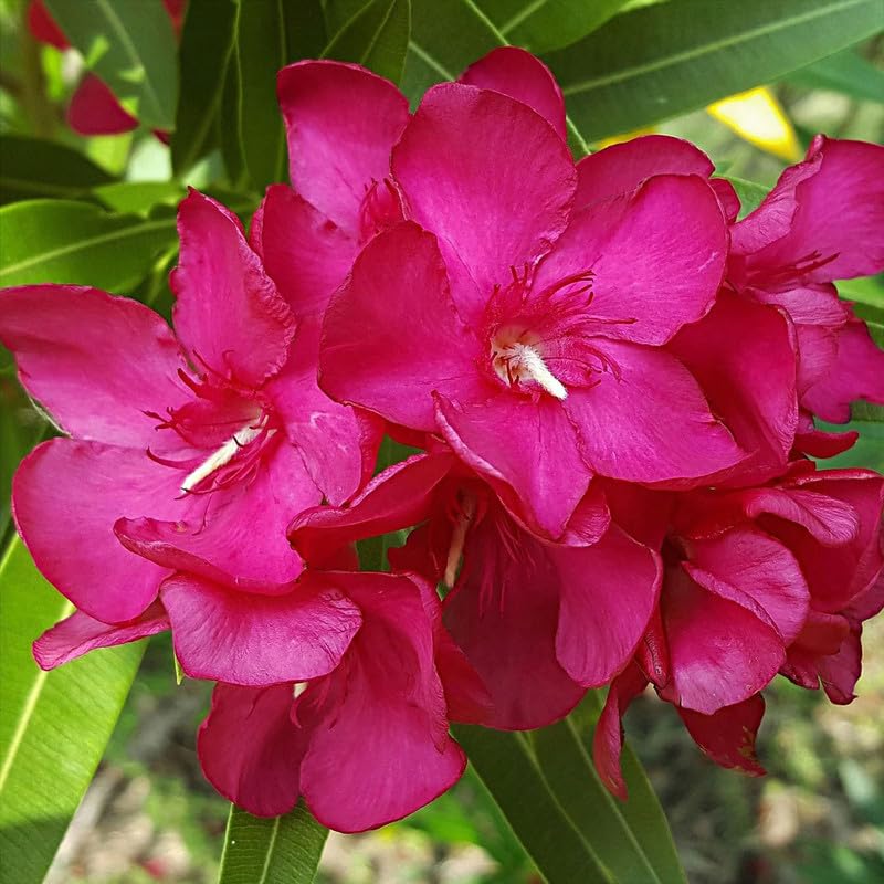 2 Packs of Oleander Plants Live, Live Pink Oleander Plant, 4 to 6 Inc Tall, Pink Oleander Live Plant, Shrub Plant for Gardening Outdoor Indoor