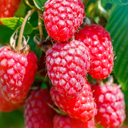 2 Raspberry Plants Live Seedlings, 5 to 9 Inch Tall, Sweet Raspberry Bush Live Plants, Edible Raspberries Fruit Trees Live Plants, No Pot (Red Raspberry)