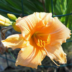 Set 10 Apricot Daylily Bulbs for Planting, Hardy Perennial Lily Roots for Colorful Summer Blooms