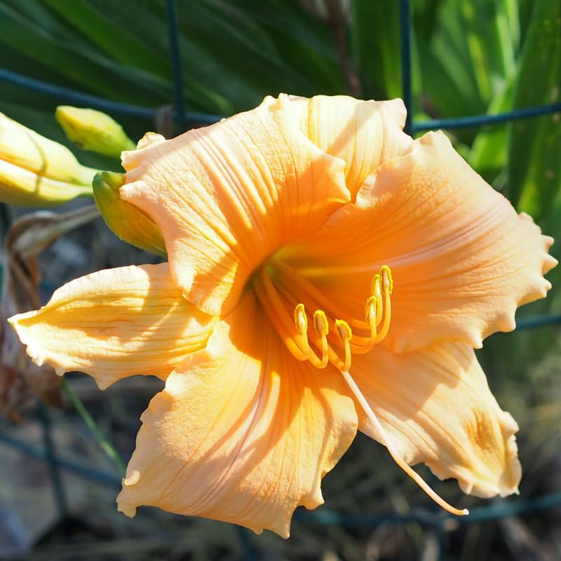 Set 10 Daylily Bulbs for Planting, Hardy Perennial Lily Roots for Colorful Summer Blooms