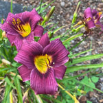 Set 10 Purple Daylily Bulbs for Planting, Hardy Perennial Lily Roots for Colorful Summer Blooms