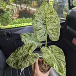 Spotted Alocasia Plant 4-8 Inch Tall, Tropical Alocasia Indoor Houseplant, Well Rooted Elephant Ear for Growing