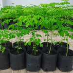 Pack 2 Moringa Trees Live Plants in 4 Inc Pot, 6"-12" Malunggay Drumstick Trees, Horseradish Herb Moringa Plants, Deciduous Tree